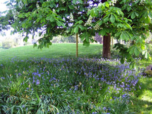 Bluebell drifts on the Springtime Gardens Tour of Europe
